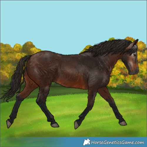 Horse Color:Gray Bay 