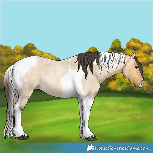 Horse Color:Buckskin Roan Dun Tobiano