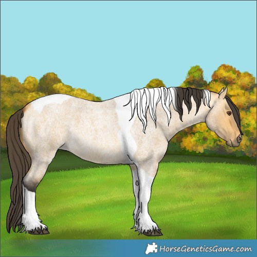 Horse Color:Buckskin Roan Dun Tobiano