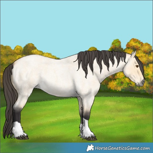 Horse Color:Buckskin Roan Dun Tobiano