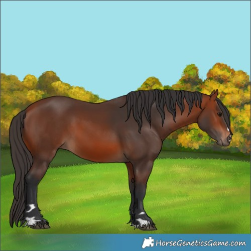 Horse Color:Bay 