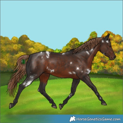 Horse Color:White Spotted Liver Chestnut