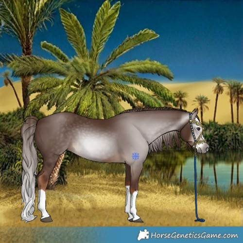 Horse Color:Gray Chestnut Splash 