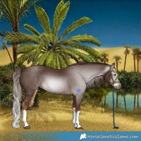 Horse Color:Gray Chestnut Splash 
