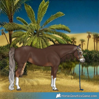 Horse Color:Gray Chestnut Splash