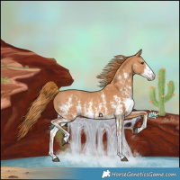 Horse Color:Chestnut Sabino 