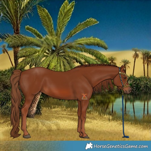 Horse Color:Chestnut 