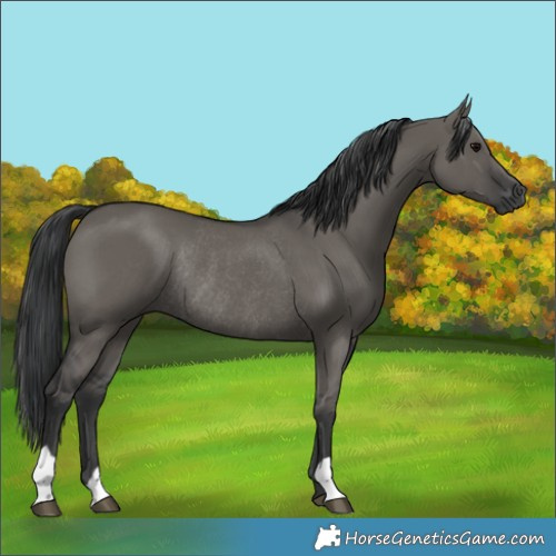Horse Color:Grullo Rabicano