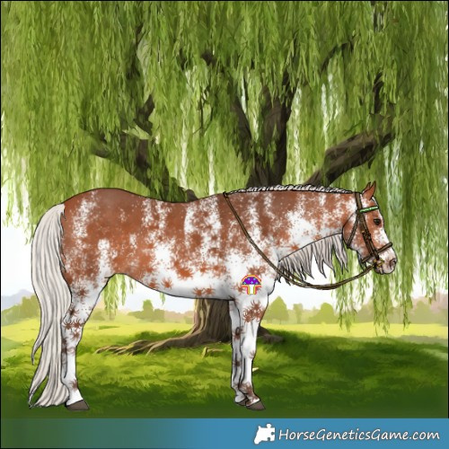 Horse Color:White Spotted Silver Bay 
