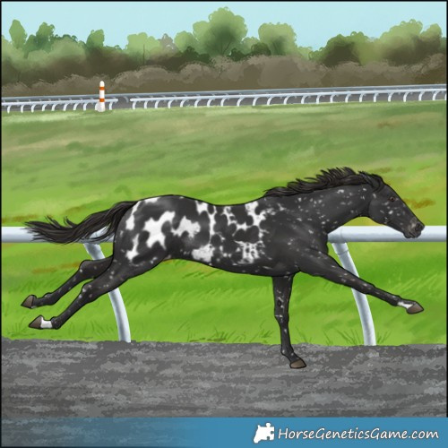 Horse Color:Gray Liver Chestnut Appaloosa