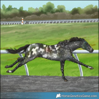 Horse Color:Gray Liver Chestnut Blanket