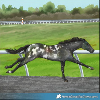 Horse Color:Gray Liver Chestnut Blanket 