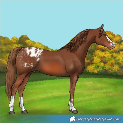 Horse Color:Chestnut Blanket