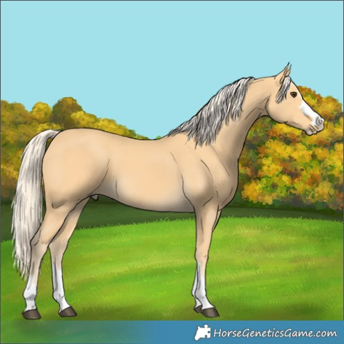 Horse Color:Palomino Splash 
