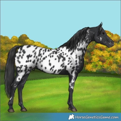 Horse Color:Black Near Leopard 