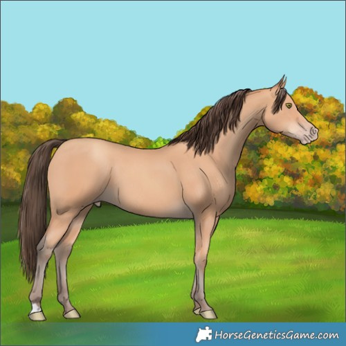 Horse Color:Amber Champagne