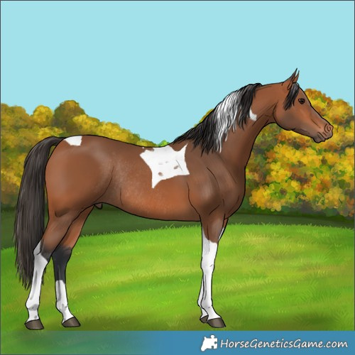Horse Color:Bay Tobiano Rabicano 