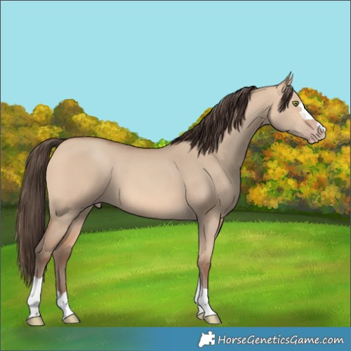 Horse Color:Amber Champagne Dun