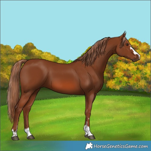 Horse Color:Chestnut 