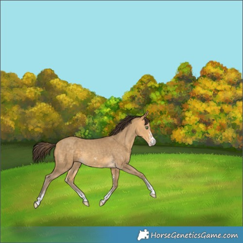 Horse Color:Sable Cream Champagne Sabino 