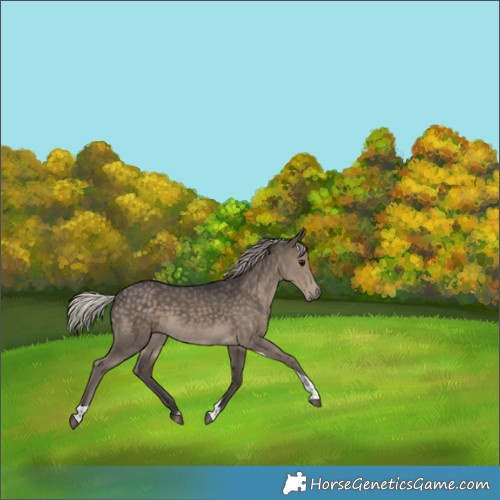 Horse Color:Unknown 