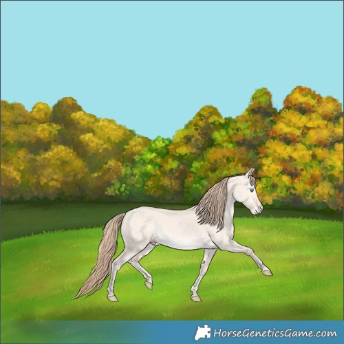 Horse Color:Perlino Dun 