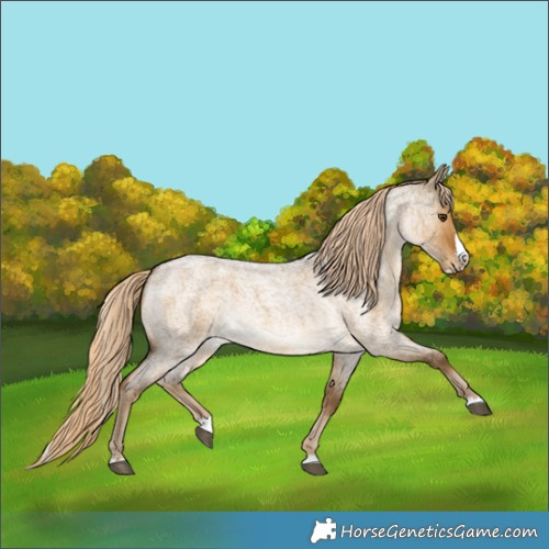 Horse Color:Chocolate Palomino Roan Dun Splash 