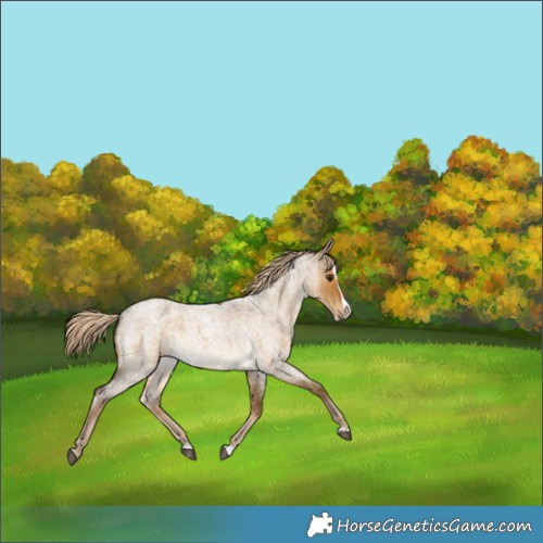 Horse Color:Chocolate Palomino Roan Dun Splash 