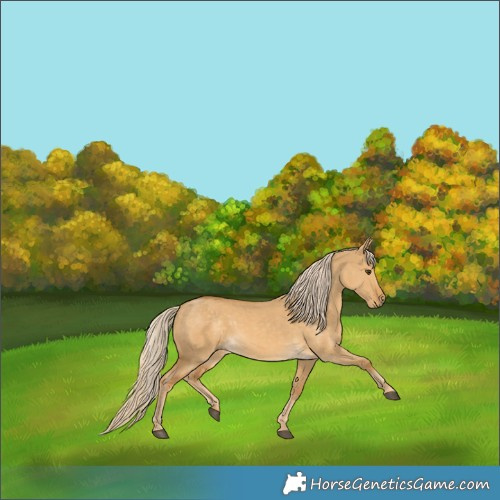 Horse Color:Palomino Dun 