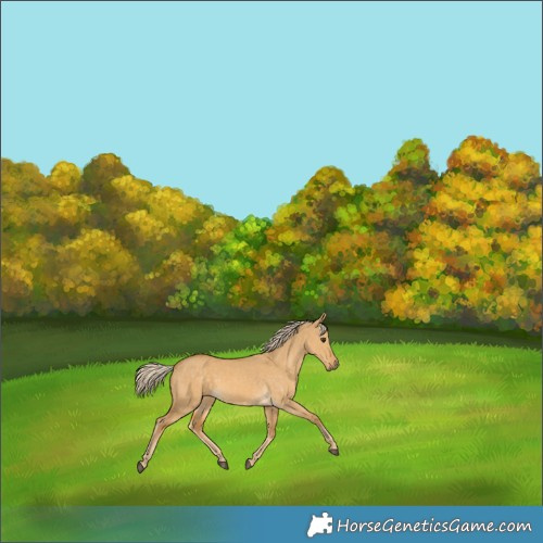 Horse Color:Palomino Dun 