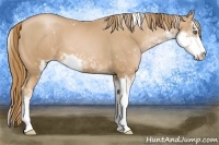 Horse Color:Chestnut Pearl Sabino