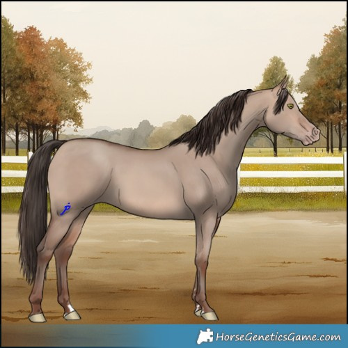 Horse Color:Sable Champagne Dun