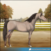 Horse Color:Sable Champagne Dun 