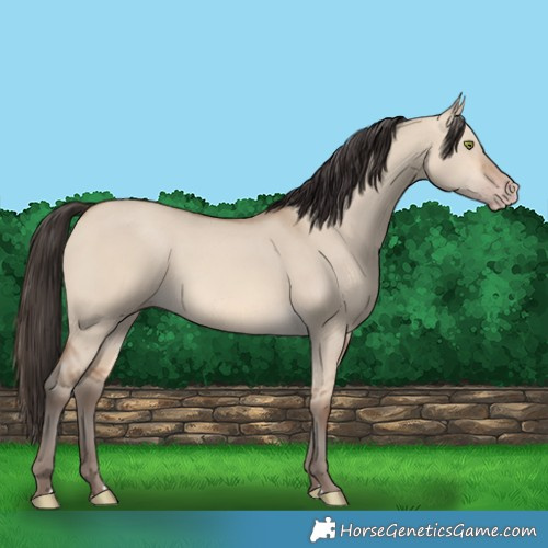 Horse Color:Amber Champagne Dun 