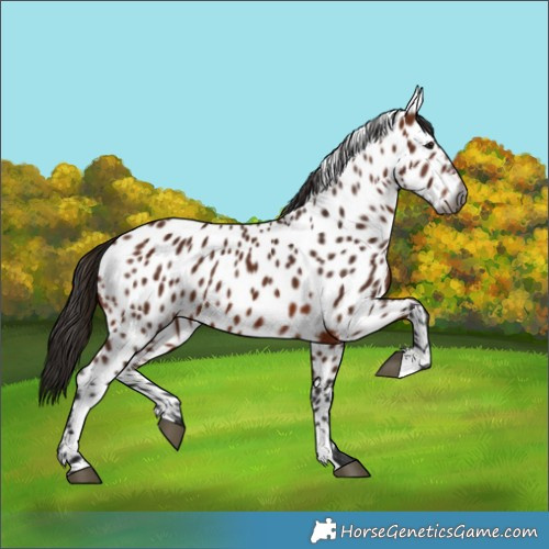 Horse Color:Gray Bay Appaloosa 