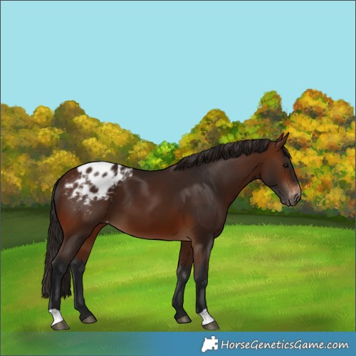 Horse Color:Gray Bay Appaloosa