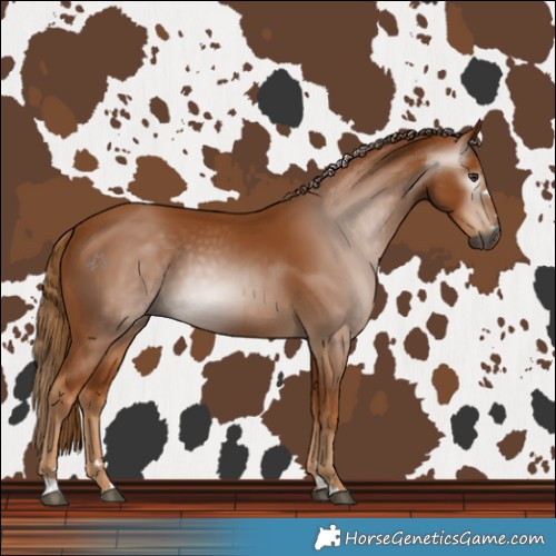 Horse Color:Gray Chestnut 