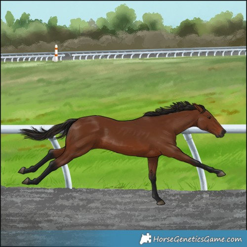 Horse Color:Gray Bay