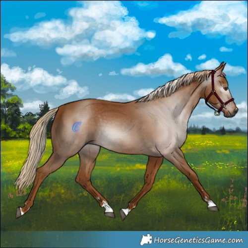 Horse Color:Gray Chestnut