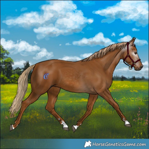 Horse Color:Gray Chestnut 