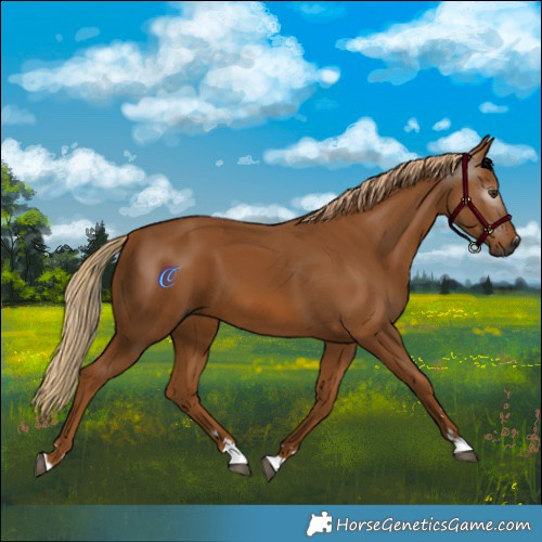 Horse Color:Gray Chestnut 