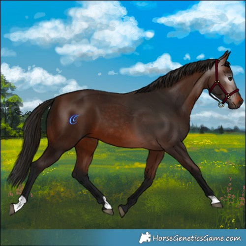 Horse Color:Gray Bay 