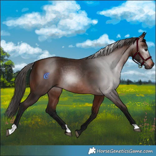 Horse Color:Gray Bay 