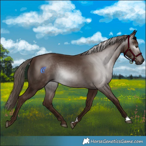 Horse Color:Gray Chestnut