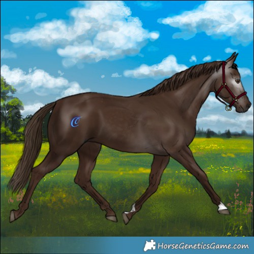Horse Color:Gray Chestnut