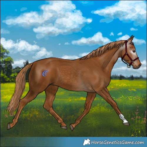 Horse Color:Gray Chestnut