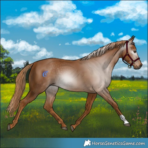 Horse Color:Gray Chestnut