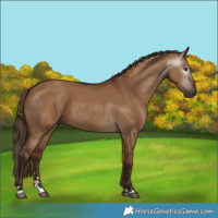 Horse Color:Gray Red Dun 