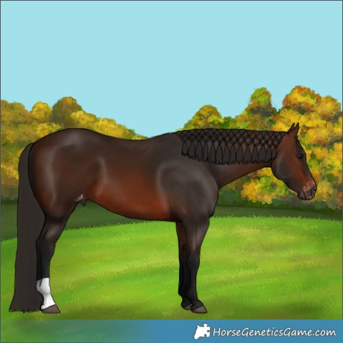 Horse Color:Gray Bay Appaloosa 