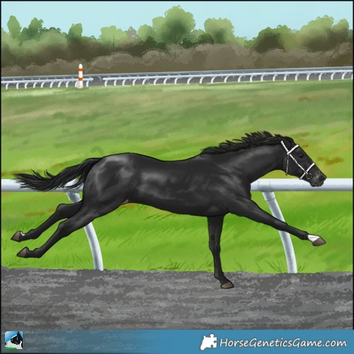 Horse Color:Gray Black Varnish 